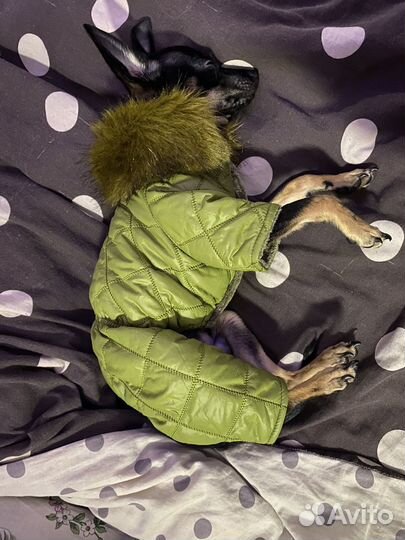 Комбенизон на собаку