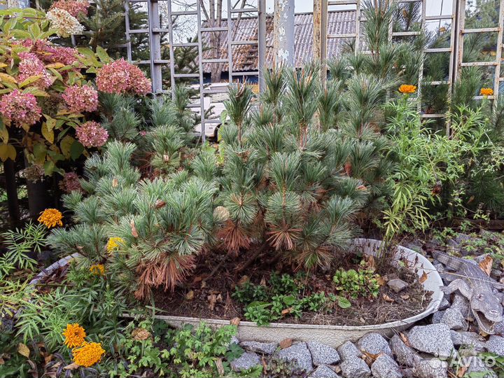 Хвойное дерево