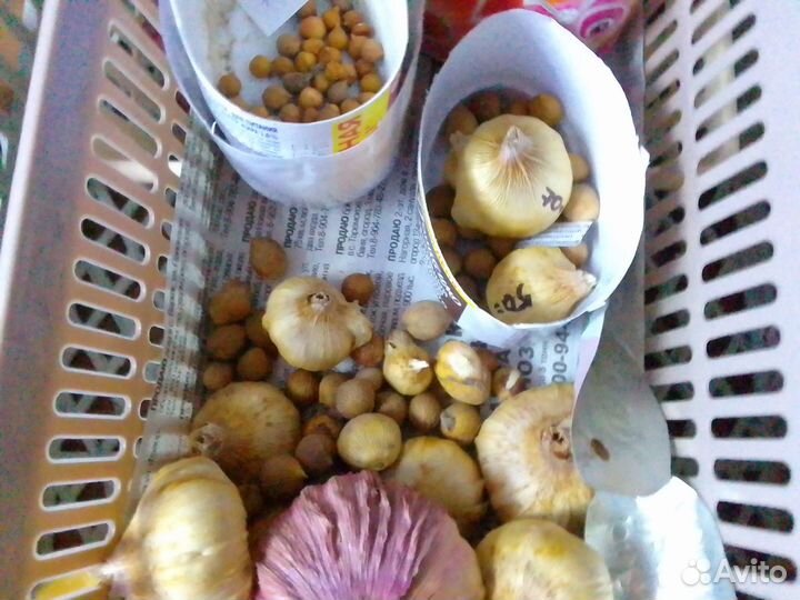 Лковички для Курбатовой