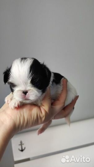 Японский хин