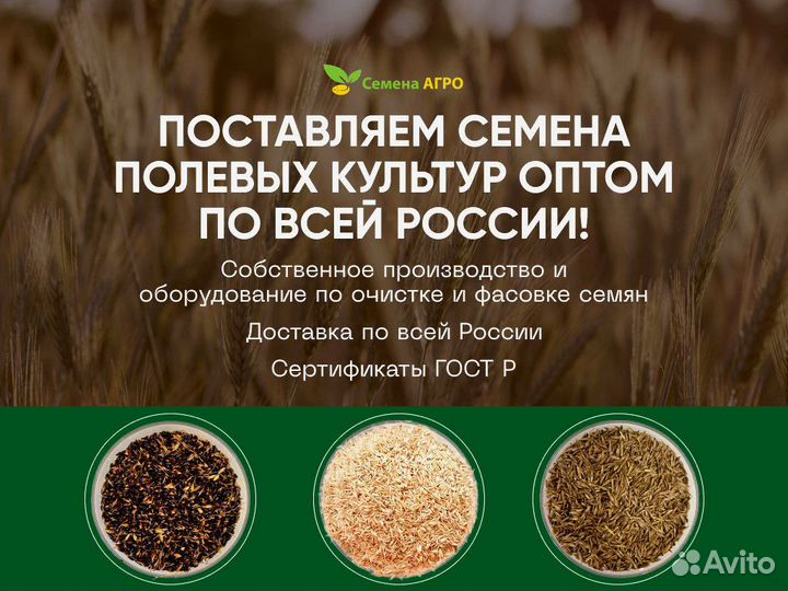 Семена Люцерны изменчивой опт