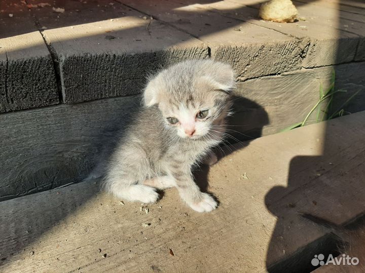 Кошки в добрые руки бесплатно