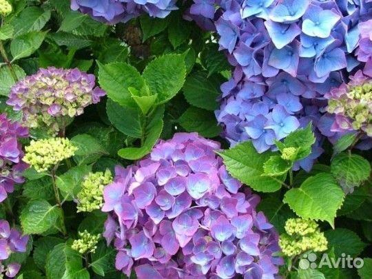 Гортензия 