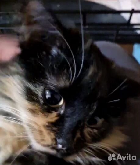 Красивая девочка котенок в дар