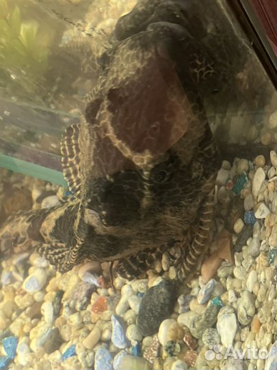 Сом парчовый (птеригоплихт)размер около 50 см
