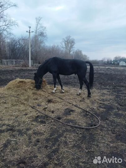 Орловский жеребец
