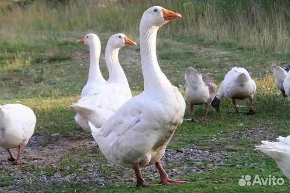 Гуси Датский Легарт