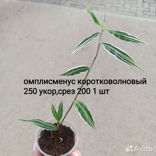 Комнатные растения, традискация много сортов