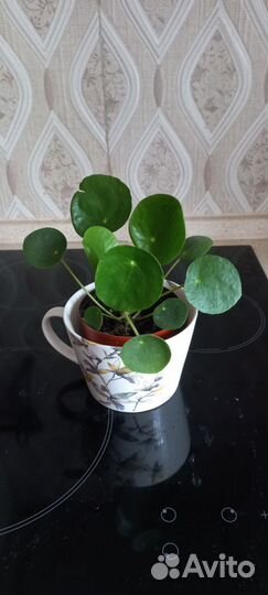 Комнатный цветок пеллея