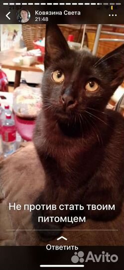 Кошка в дар