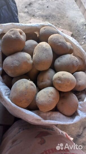 Крупный картофель