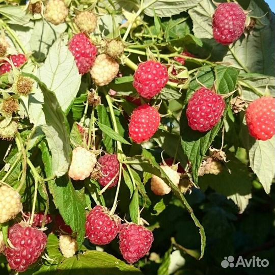 Ремонтантная малина Полька (саженцы)