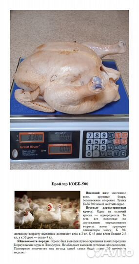 Гусята суточные, утята, цыплята