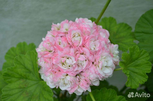 Пеларгония April Snow