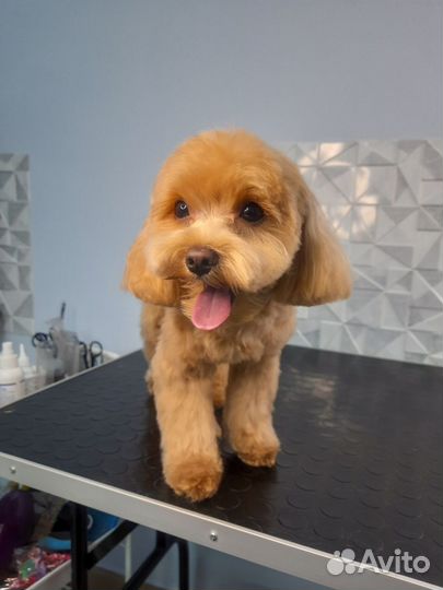 Груминг / Стрижка собак / Стрижка кошек