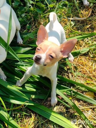 Чак Норрис мини