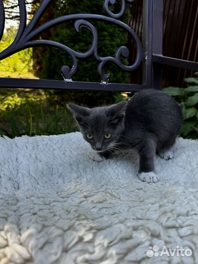 Котята и мамочка кошка в добрые руки