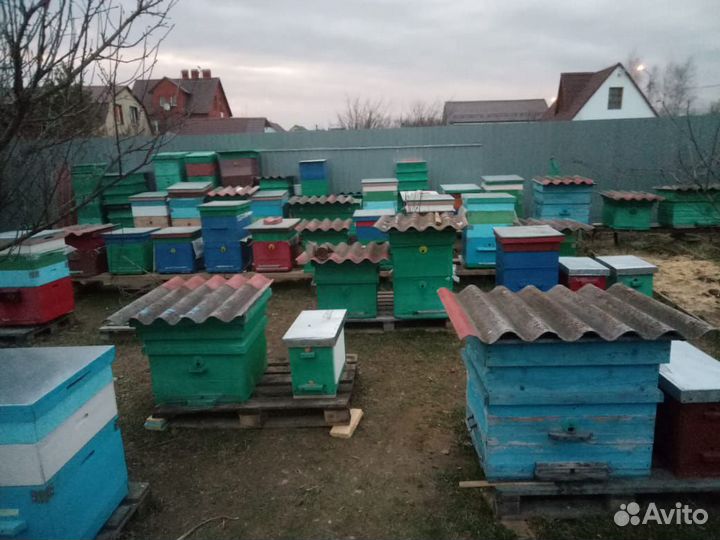 Пчелы