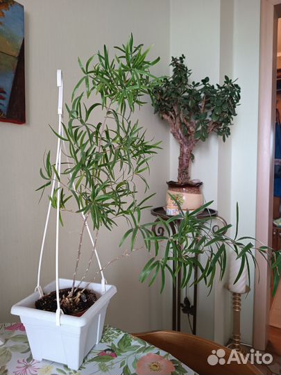 Аспарагус серповидный, Фалькатус