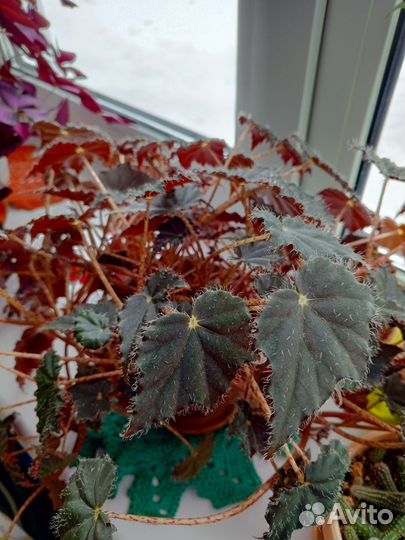 Бегония Королевская