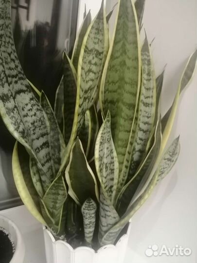 Сансевиерия (щучий хвост) (отростки)