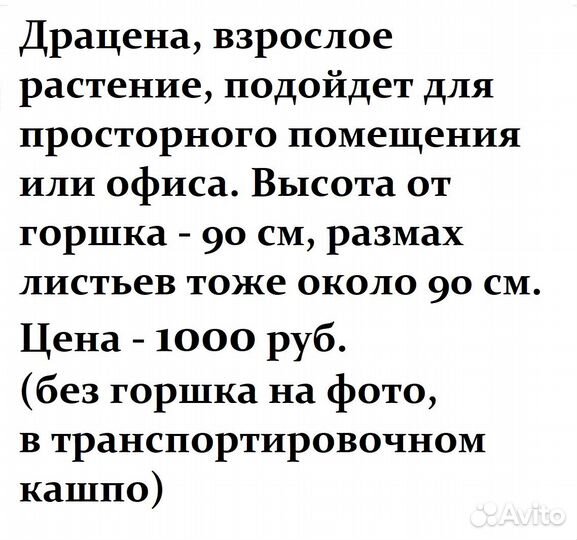 Комнатные цветы - Драцена