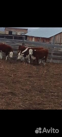 Продам лошадей и телок