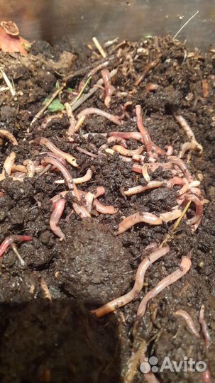 Черви дендробена и навозные