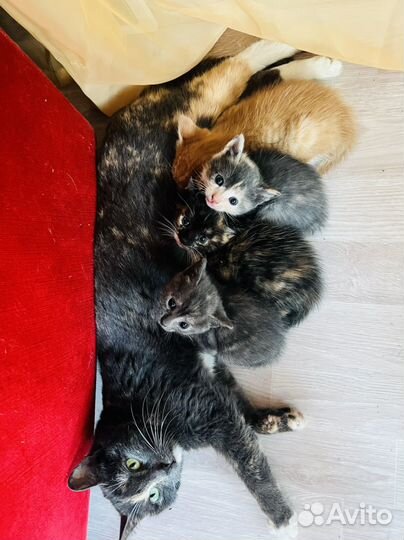 Котята в добрые руки