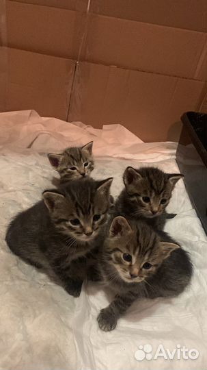 Котята бесплатно