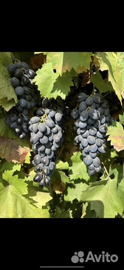 Виноград Молдова