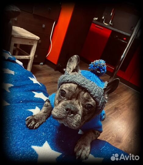 Вязка французкий бульдог (голубой мерле)