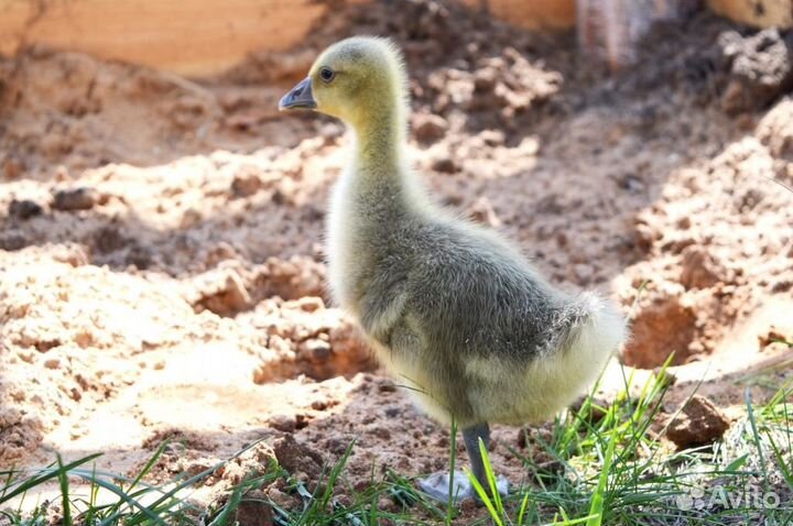 Мулард, утка, гуси, цыплята в ассортименте