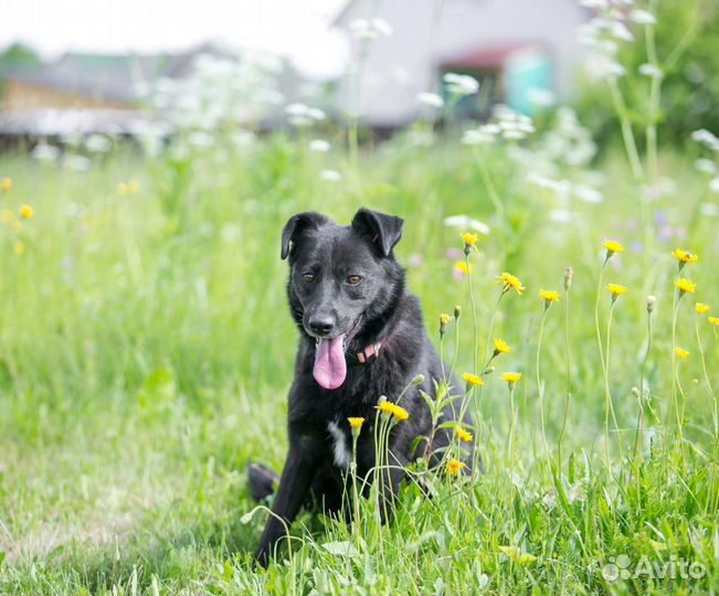 Собака в дар в добрые руки