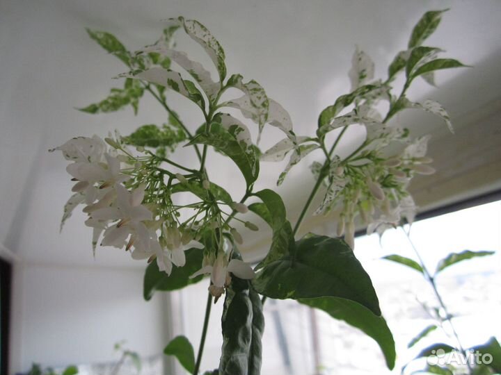 Райтия религиоза вариегата