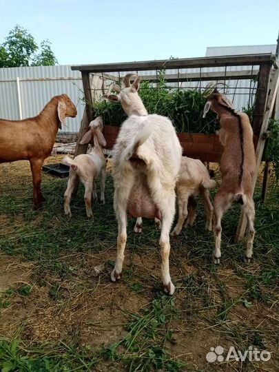 Козы козлята