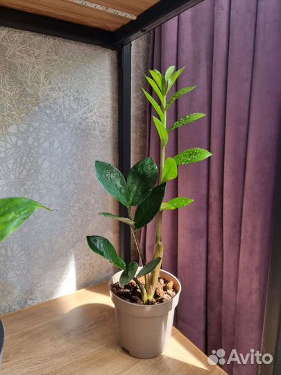 Замиокулькас