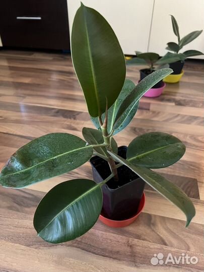 Фикус каучуконосный эластика