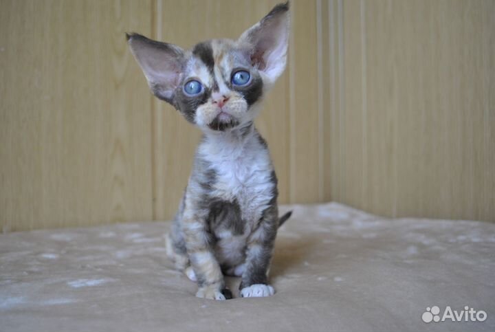 Котята девон рекс