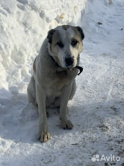 Собака в добрые руки
