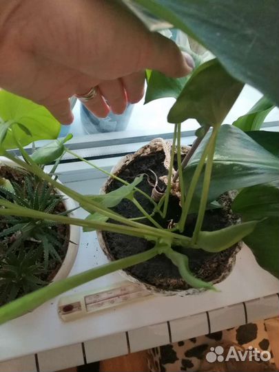 Плющ, алоэ, бегония королевская