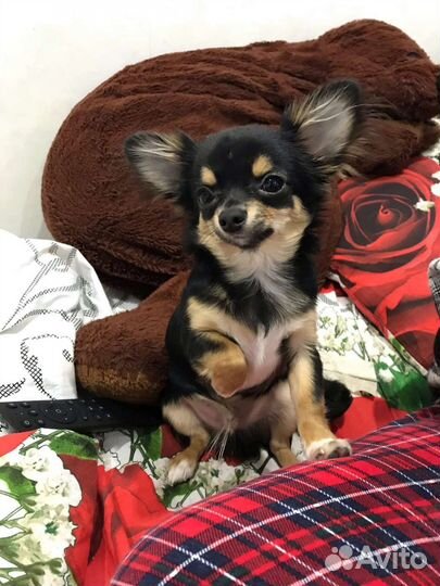Чихуахуа мини