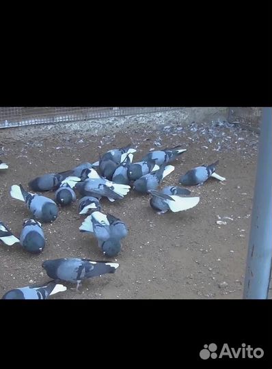 Николаевские голуби