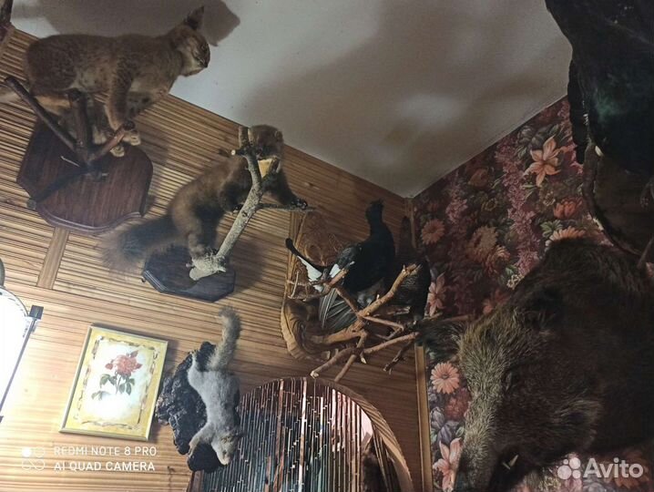 Чучела животных