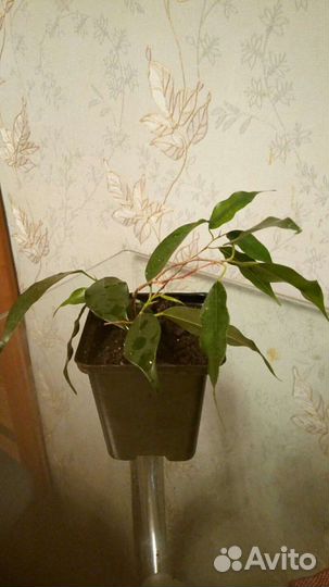 Фикус Бенжамина