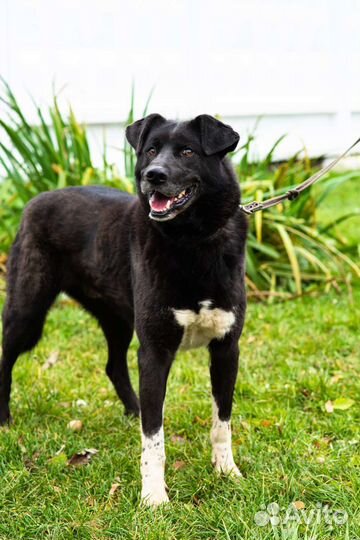 Собака в добрые руки