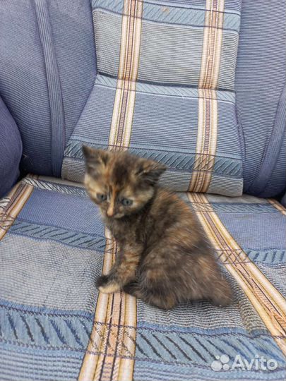 Котята 1.5мес