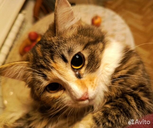 Скромница Анечка в дар