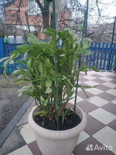 Продаю декабрист