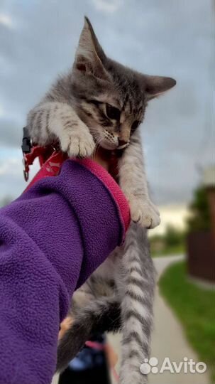 Кошка